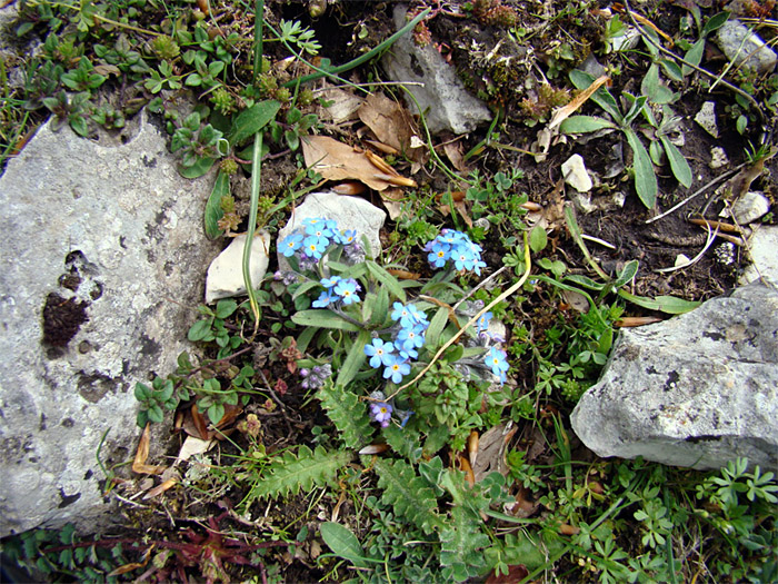 Myosotis alpestris?